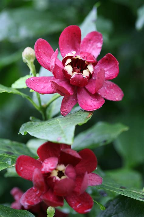 Calycanthus ‘Aphrodite’ (Sweetshrub)